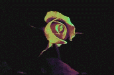 Flower Rose GIF - Flower Rose Bloomin GIFs