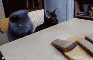 two cats are sitting on a table looking at a hammer .