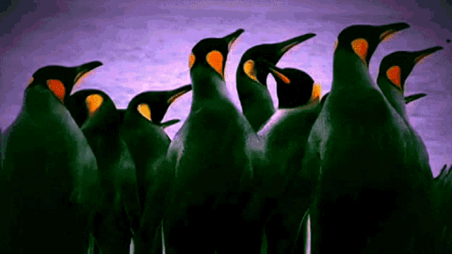 Forthe Birds GIF - Forthe Birds GIFs