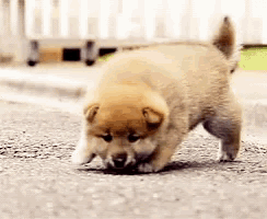 a small brown puppy is walking on the street .