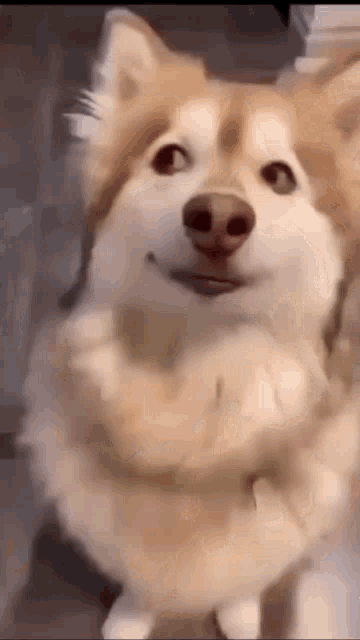 Dog Meme Template GIF - Dog Meme Template GIFs