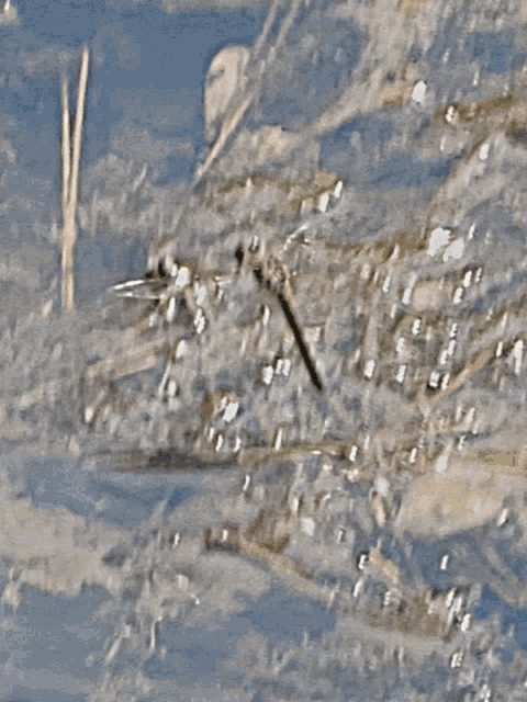 Dragonfly Laying Eggs GIF