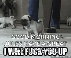 Pug I Will Fuck You Up GIF - Pug I Will Fuck You Up GIFs