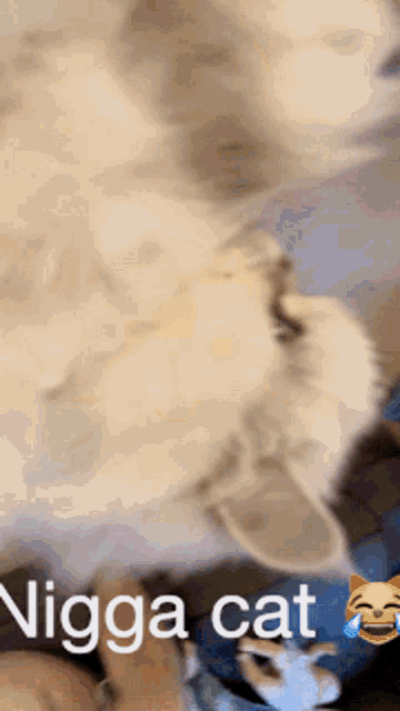 Leonidas Nigga Cat GIF - Leonidas Nigga Cat GIFs