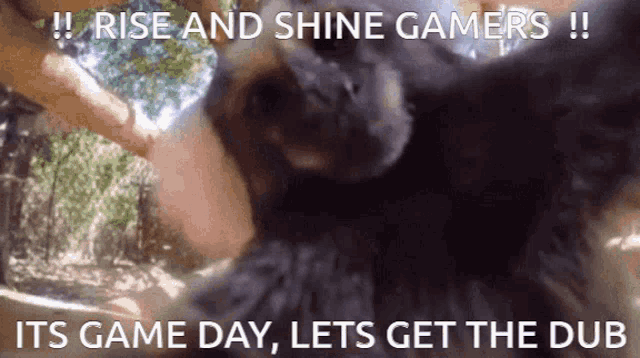 The Todos Collection Rise And Shine GIF - The Todos Collection Rise And Shine Portsmouth Paladins GIFs