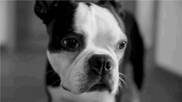 Snoopy Boston Terrier GIF - Snoopy Boston Terrier Boston Terrier GIFs