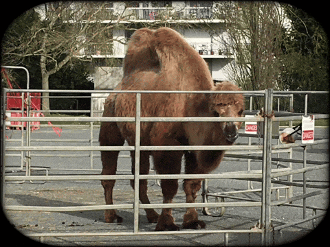 a camel is behind a fence with a sign that says danger on it