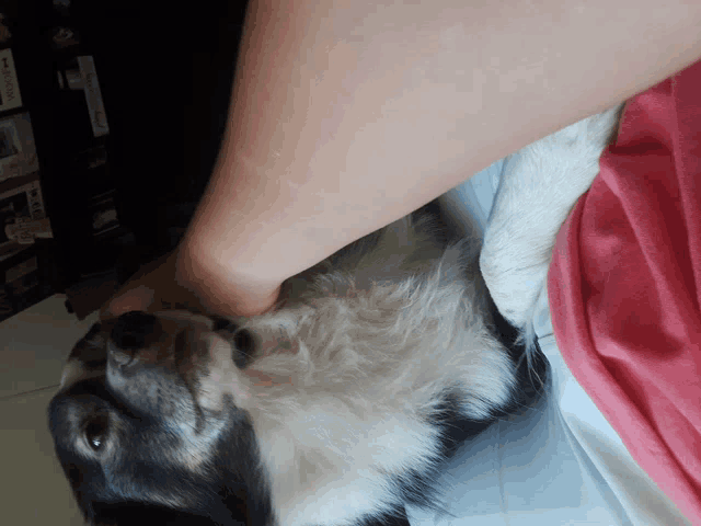 a black and white dog laying on a bed with a person 's arm around it