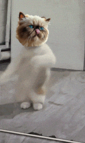 a cat with blue eyes is dancing in front of a white wall