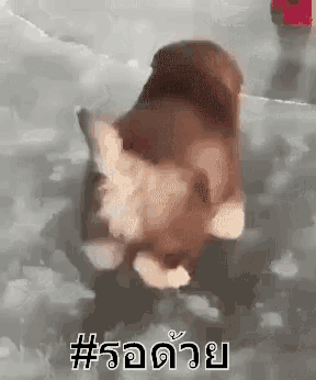 a dog is swimming in the water with a # on the bottom of the screen