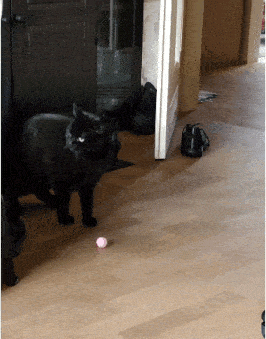 a black cat is playing with a pink ball