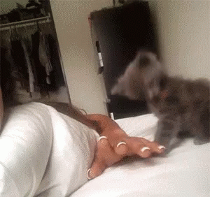 Kitten Attack GIF - Kitten Attack Play Time GIFs