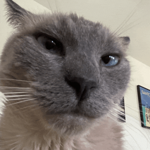a close up of a cat 's face with a picture of santo on the wall behind it