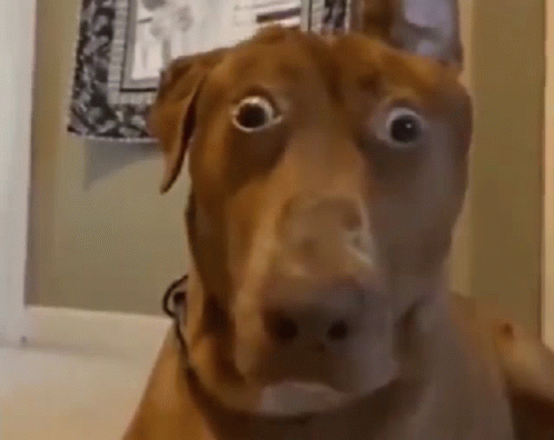 O_o Dog GIF - O_o Dog Surprised GIFs