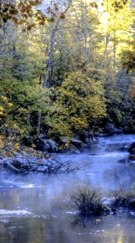 a river flowing through a forest with trees and rocks