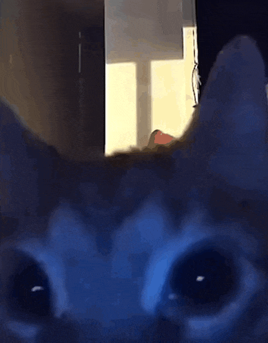 a close up of a cat 's ear in a room