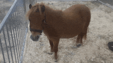 a small brown horse standing in a fenced area