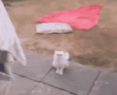 a white cat with a strange face is walking on a leash in the water .