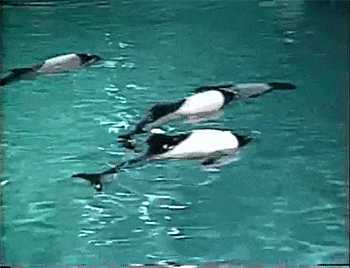 three dolphins are swimming in a pool of water
