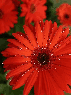 a close up of a red flower with glitter coming out of it