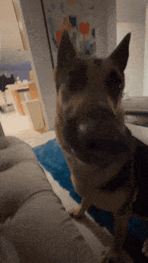 a close up of a dog 's nose looking at the camera