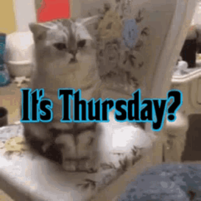 a cat is sitting on a chair with the words " it 's thursday " written above it