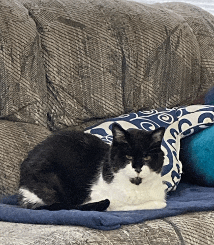 a black and white cat is laying on a couch next to a blue and white pillow