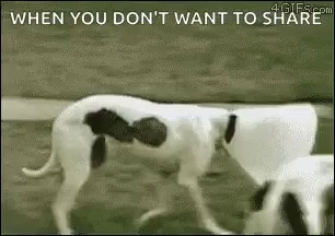 Funny Animals Dogs GIF - Funny Animals Dogs Whippets GIFs