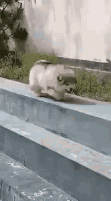 a small dog is walking up a set of stairs .