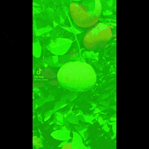 a green background with a frog and the words " ta joi " on the bottom