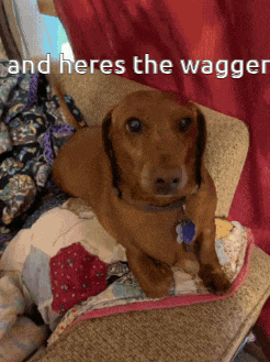a dachshund laying on a couch with the words " and heres the wagger " on the bottom