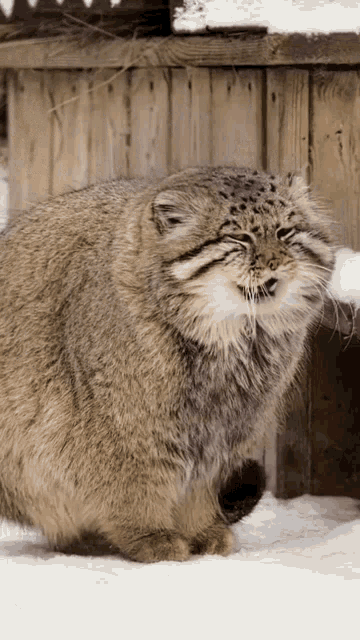 Cat Yawn GIF - Cat Yawn GIFs