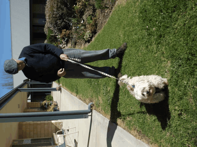 a man is walking a dog on a leash