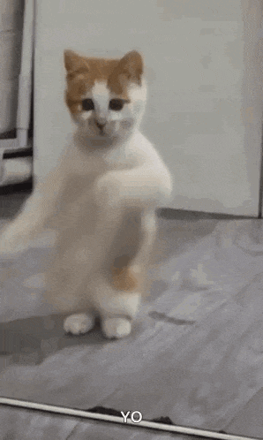 a cat is standing in front of a mirror dancing .