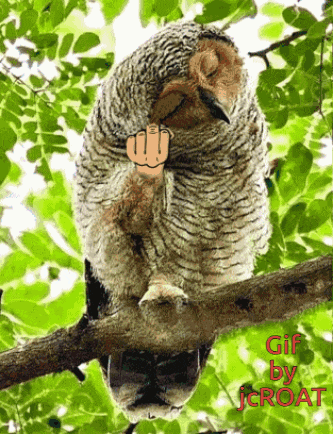 an owl is sitting on a tree branch with a middle finger