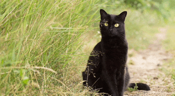 a black cat with yellow eyes is sitting in the grass looking at the camera