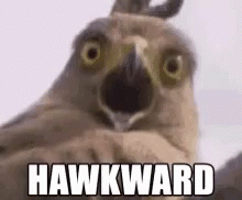Hawk Awkward GIF