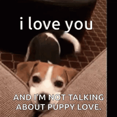 Puppy Love I Love You GIF