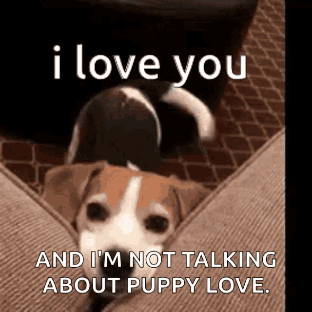 a dog is laying on a couch and says i love you and i 'm not talking about puppy love .