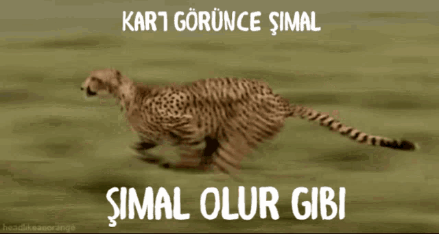 a cheetah is running on a grassy field with the words kart gorunca simal simal olur gibi