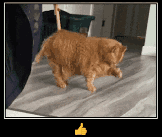 a cat is walking on a wooden floor with a thumbs up sign above it