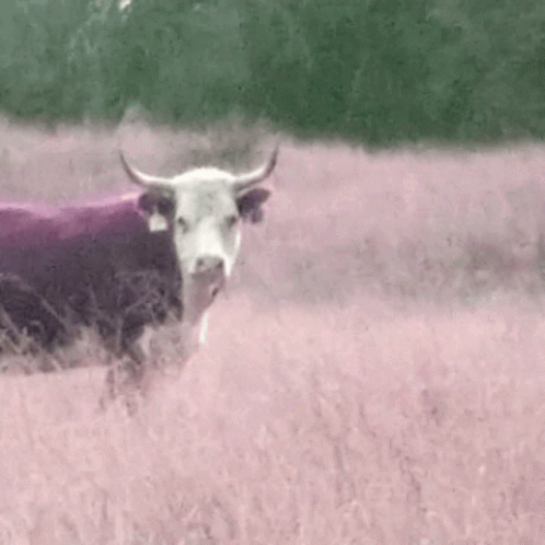 Cow Bull GIF - Cow Bull Longhorn GIFs