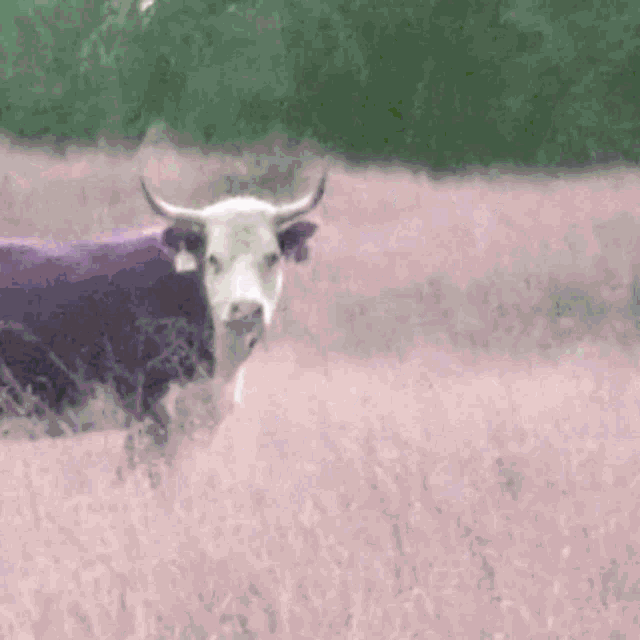 a cow with horns standing in a field of pink grass