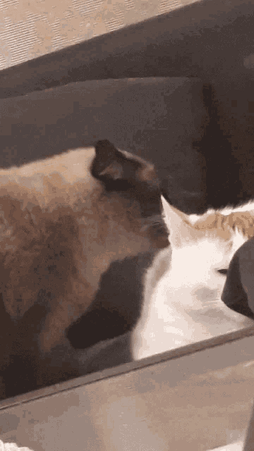 two cats are laying on a couch and one is looking at the other