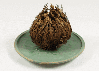 a plant is sitting on a green plate