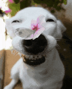 Dog Smiling Dog GIF - Dog Smiling Dog Hehe Dog GIFs