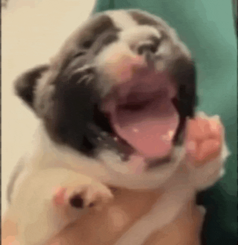 a puppy is yawning with its mouth open and its tongue hanging out .