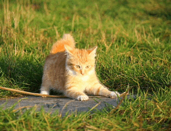 a small orange and white kitten is laying in the grass