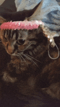 a cat wearing a pink headband with sequins on it