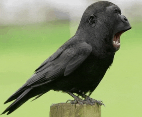 a black bird with a gorilla face is sitting on a wooden post